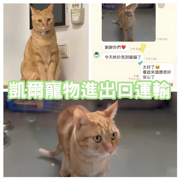 2025/09/01『新加坡』混種貓貓移民新加坡~~~~